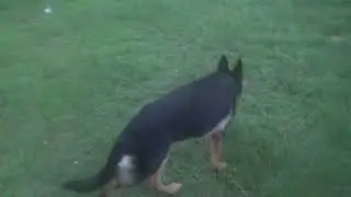 Edda our keep, when hit 9 months we slow down on kibble