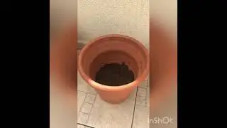 VASO NOVO  - replantando