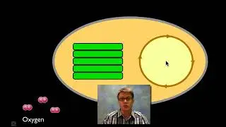 Photosynthesis