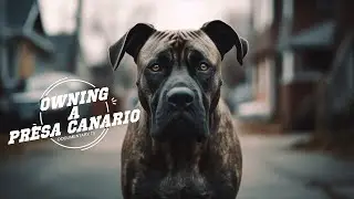 OWNING A PRESA CANARIO
