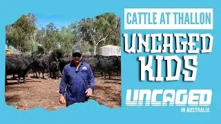 Cattle at Thallon - UNCAGED Kids