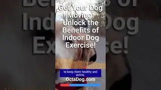 Unlock the Benefits of Indoor Dog Exercise! #shorts #dogs #dogshorts  (OctaDog.com)