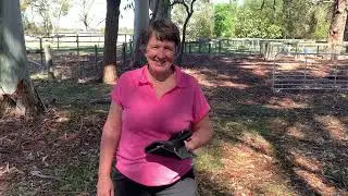 Testimonial: Mary Hitchcock on Using the Red Light Therapy Pad to Help Heal Many Issues