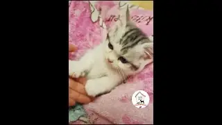 WOW Super Cutie Kitty Cats 🐱😘😍