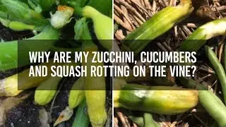 Why are my zucchini, cucumbers and squash rotting on the vine?