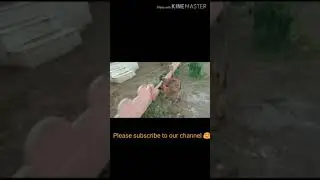 Belgian Malinois puppy braking (top quality) 😱😍 #Shorts #belgianmalinois #dogvideo #viralshorts