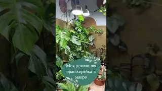 Это вам, для вдохновения😳🌿 два года трудов и стараний🥹 подпишись, всему научу💚#комнатныерастения