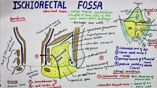 Ischiorectal Fossa / Ischioanal Fossa