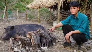 Wild boar gives birth, Harvest bamboo shoots, Cooking, Forest life