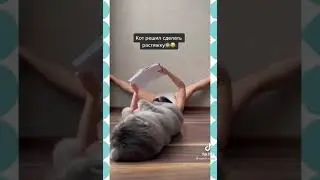 Кот пародирует хозяйку