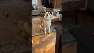 Husky wants more treat love