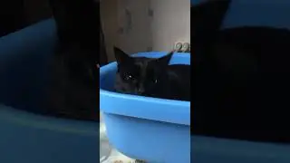 ккккот Ббббаююннннн