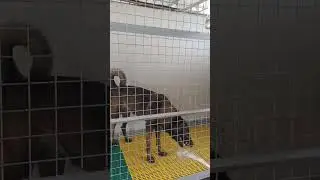 Belgian Malinois Water Playing #shorts #amazingshorts #funny #dog