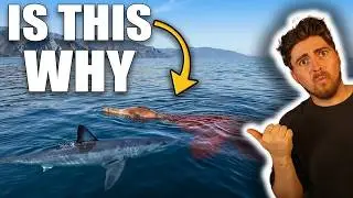 Something On This Coast Is Turning Mako Sharks Into GIANTS