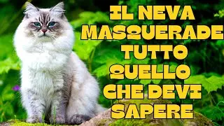 🐾The Neva Masquerade Cat: Everything You Need to Know! 🐾