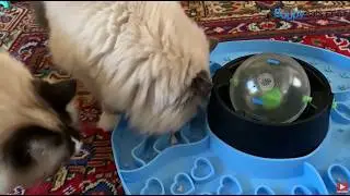 8-in-1 Pet Puzzle Paradise: Unleash Your Furry Friend's Inner Explorer Unboxing