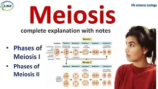 Meiosis full explanation with notes