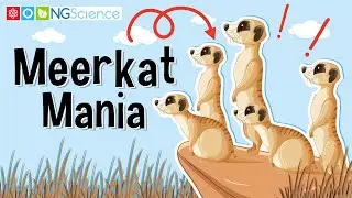 Meerkat Mania