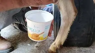 Deworming and giving vitamins to my cattle. Milking