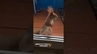 наверное скоро начну пить 🤣 #tiktok  #shorts  #приколы  #юмор  #смех  #шортс