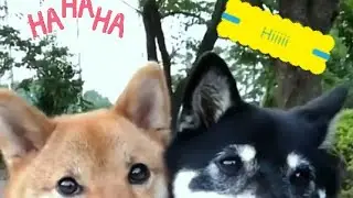 cute animals hhhh