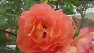 Уильям Шекспир. Сонет 7.