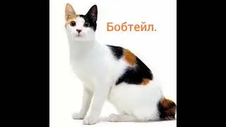 День кошки!!!