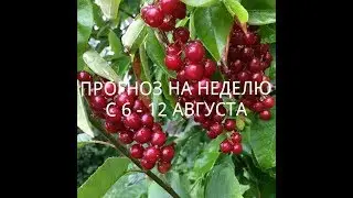 ПРОГНОЗ НА НЕДЕЛЮ С 6 - го ПО 12 АВГУСТА