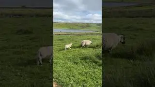 A baby sheep🐑 