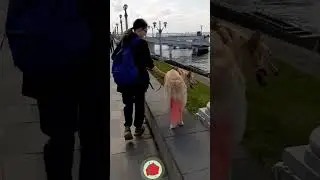 Прогулка . Речной Вокзал.Жара.