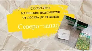Санвиталия-маленькие подсолнухи. От посева до всходов.