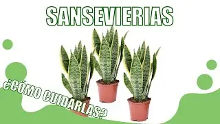 CUIDADOS de la SANSEVIERIA | Curiosidades y cuidados de la LENGUA DE SUEGRA