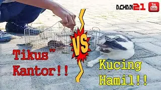 Tikus Kantor VS Kucing Hamil