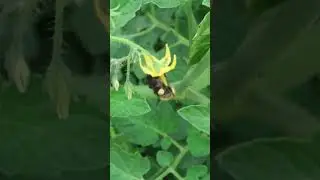 Bästa tomaten för friland! Koralik.