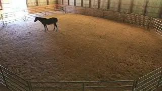 My Vivid Life - Equine Therapy