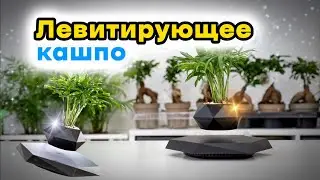 Левитирующее кашпо | Подбор растений, озеленение