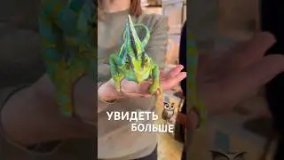 Часть жизни биолога в tg: MIVI выбирает цвет.. 💟 #биология #влог #life