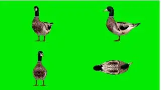 ducks 🦆 green screen