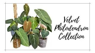Velvet Philodendron Collection // Rare Aroids