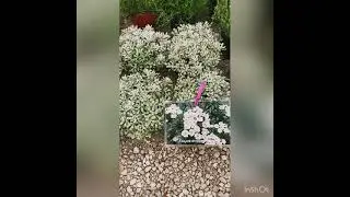 Совсем скоро выпуск про размножение декоративных растений. Лаванда, чабрец, шалфей, пампасная трава