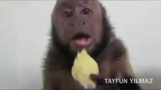 TAYFUN YILMAZ HAYVAN VİNELARI !Karın kası yapacaksınız😂😂😂😅😅😅😅😅😂😂😂😂😂😂😂😂😂😂😂