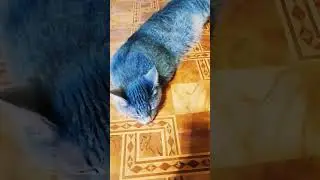 стих про Барсика