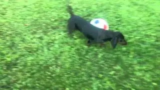 Такса играет в футбол.