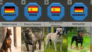 20 Most Illegal Dog Breeds in the World..