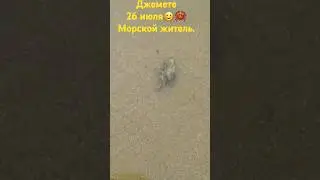 #Джемете. 🌞26 #июля. #Морской #житель.🦀🤗👍