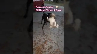 🐶Cotton & Candys’ FURiends Turner & Oreo! #4k #dog #pleasesubscribe #dogs #cute #doglover #fun #pup
