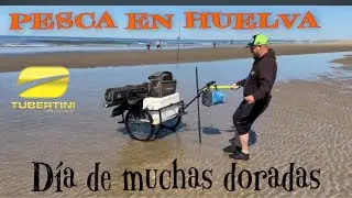 💛🖤SURFCASTING EN HUELVA MUCHAS DORADAS Y IMÁGENES IMPRESIONANTES 🐟