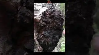 Чагу можно несколько раз собирать с одного дерева!