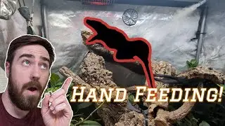Dragon Taming Secrets REVEALED! | How to Tame your Dragon Ep 1