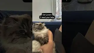 Cat Lovers: is this a ‘dont-care’ or ‘I’m-lazy’ moment?
